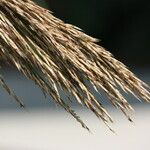 Arundo micrantha Blodyn