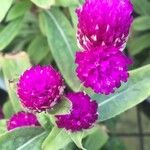 Gomphrena globosaFlower