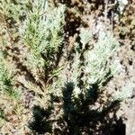 Juniperus squamata Fuelha