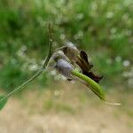 Lathyrus niger Fruit