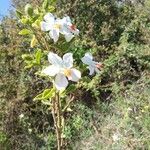 Hibiscus flavifolius Kvet