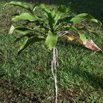 Dracaena fragrans List