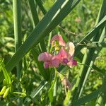 Lathyrus sylvestrisFlor