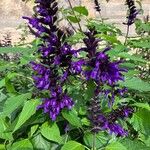 Salvia guaraniticaFlower