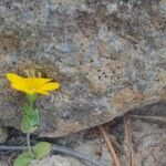 Blackstonia imperfoliata Хабит