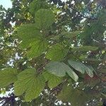 Bauhinia tomentosa Frunză