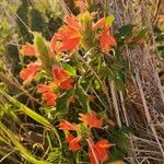 Crossandra massaica Habit