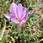 Colchicum multiflorumKvet