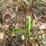 Carlina vulgaris 葉