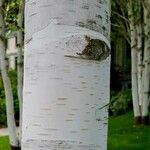 Betula papyrifera बार्क (छाल)