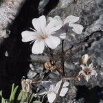 Gypsophila repens Květ