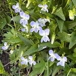 Viola elatior Maua