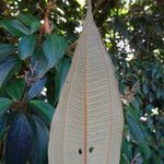 Miconia mirabilis Leaf