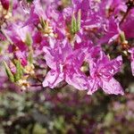 Rhododendron wadanum Blüte