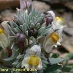 Linaria glacialis Flower