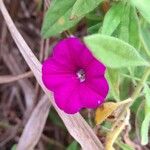 Calibrachoa caesia