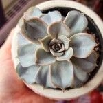 Echeveria lilacina Lapas