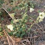 Hibiscus vitifolius Облик