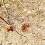 Lespedeza capitata Φρούτο