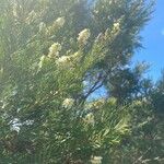 Melaleuca alternifolia Kukka