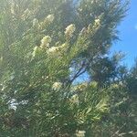 Melaleuca alternifolia Flower