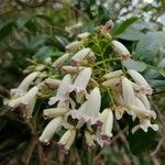 Pandorea pandorana Flower