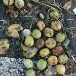 Juglans nigraFruit