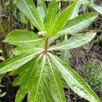 Impatiens sodeniiBlad