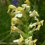 Pedicularis ascendens Flower