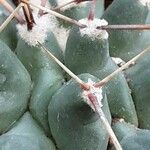 Thelocactus rinconensis Flor