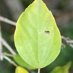 Hibiscus boryanus Blad