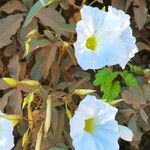 Ipomoea imperati 花