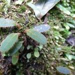 Elaphoglossum spatulatum Leaf