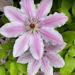 Clematis patens Blüte