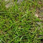 Oldenlandia lancifolia Характер