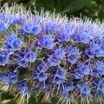 Echium webbii Flower