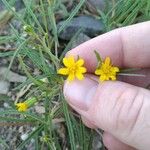 Pectis papposa Flower