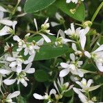 Chamaesyce hypericifolia Цвят