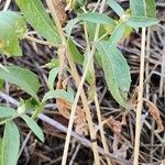 Centaurea hyalolepis Bark