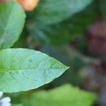 Stellaria aquatica Leaf