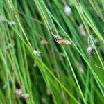 Isolepis cernua Плод