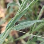 Convolvulus prostratus Blad