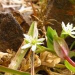 Stellaria alsine Kvet