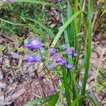 Dianella caerulea Fruto