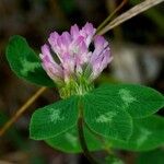 Trifolium pratenseÕis