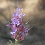 Salvia pachyphylla Flor