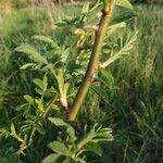 Rosa virginiana Rinde