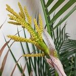 Dypsis lutescens Blomst