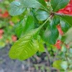 Chaenomeles speciosa Leaf