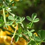 Cytisus scoparius Blad